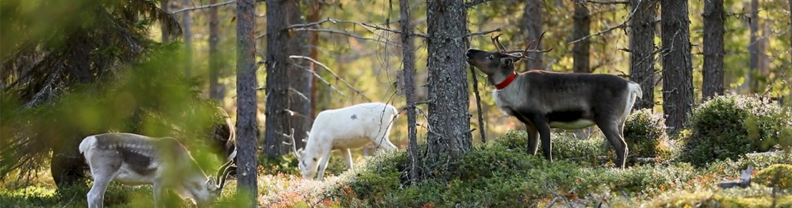 Renar betar lavar i skogsmiljö.